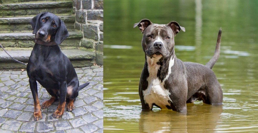 American Staffordshire Terrier vs Austrian Black and Tan Hound - Breed Comparison