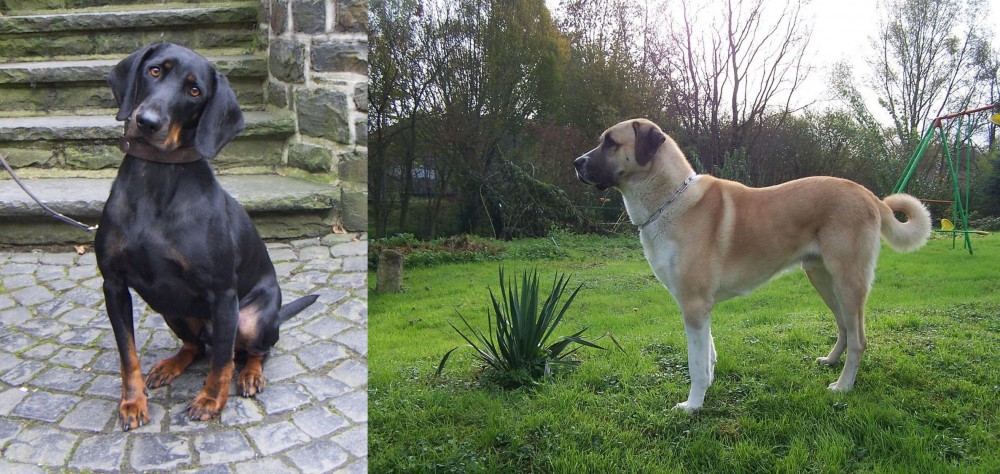 Anatolian Shepherd vs Austrian Black and Tan Hound - Breed Comparison
