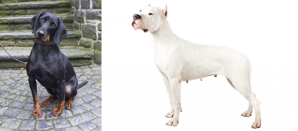Argentine Dogo vs Austrian Black and Tan Hound - Breed Comparison