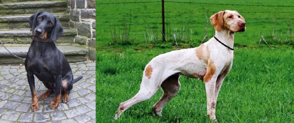 Ariege Pointer vs Austrian Black and Tan Hound - Breed Comparison