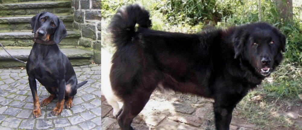 Bakharwal Dog vs Austrian Black and Tan Hound - Breed Comparison