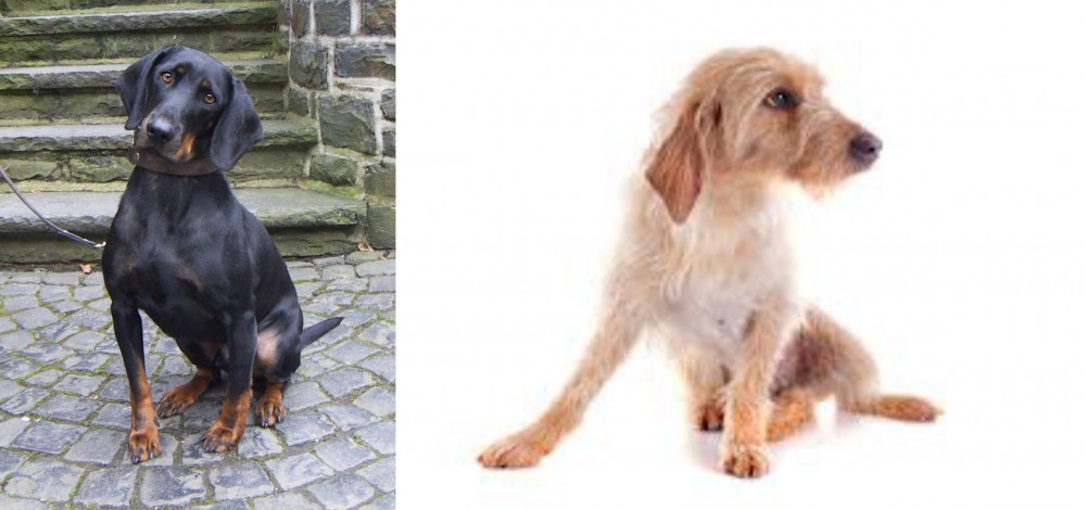 Basset Fauve de Bretagne vs Austrian Black and Tan Hound - Breed Comparison