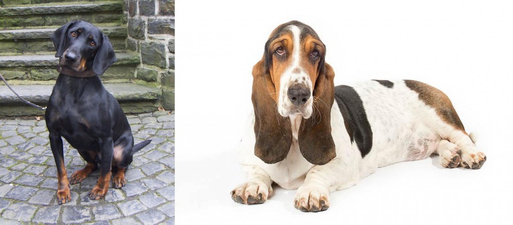 Basset Hound vs Austrian Black and Tan Hound - Breed Comparison