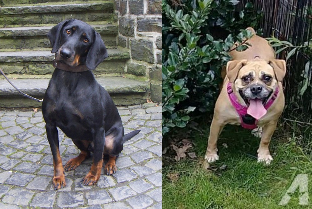 Beabull vs Austrian Black and Tan Hound - Breed Comparison