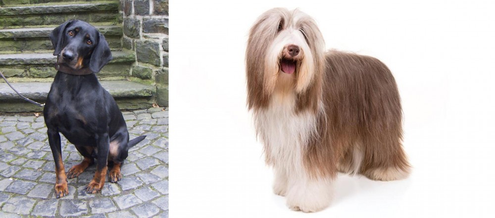 Bearded Collie vs Austrian Black and Tan Hound - Breed Comparison