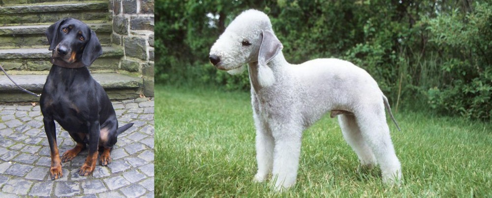 Bedlington Terrier vs Austrian Black and Tan Hound - Breed Comparison