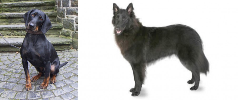 Belgian Shepherd vs Austrian Black and Tan Hound - Breed Comparison
