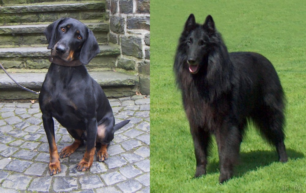 Belgian Shepherd Dog (Groenendael) vs Austrian Black and Tan Hound - Breed Comparison