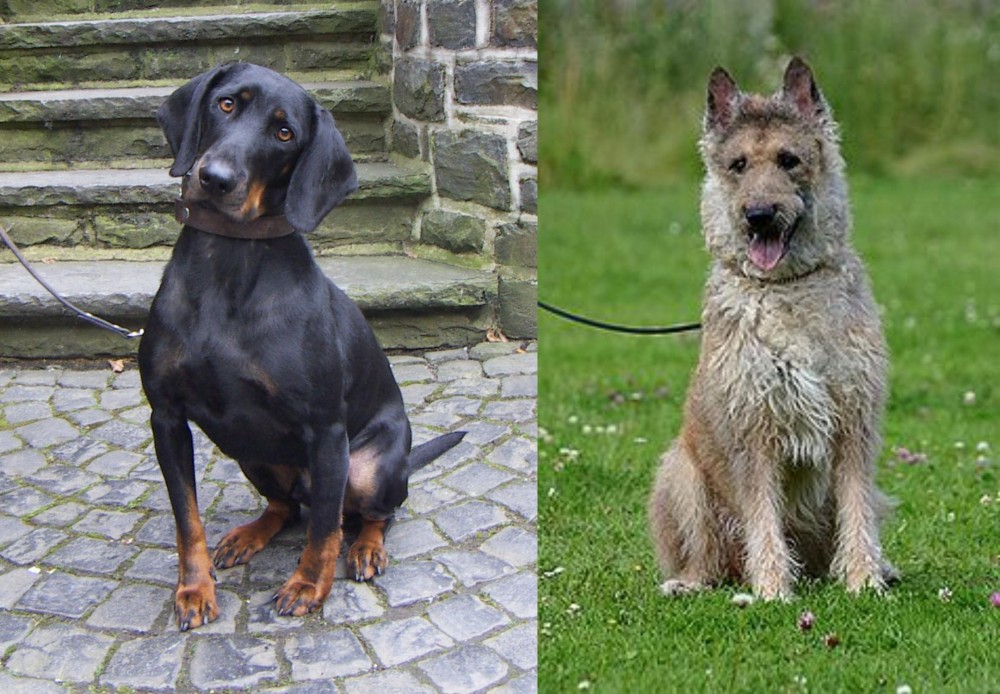 Belgian Shepherd Dog (Laekenois) vs Austrian Black and Tan Hound - Breed Comparison