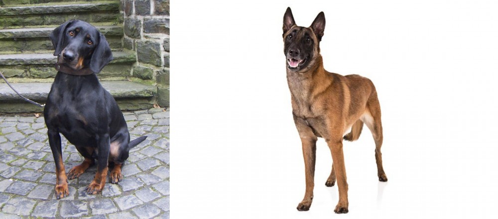 Belgian Shepherd Dog (Malinois) vs Austrian Black and Tan Hound - Breed Comparison