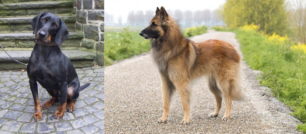 Belgian Shepherd Dog (Tervuren) vs Austrian Black and Tan Hound - Breed Comparison