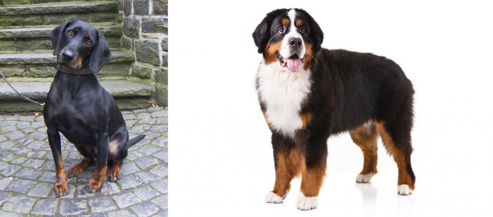 Bernese Mountain Dog vs Austrian Black and Tan Hound - Breed Comparison