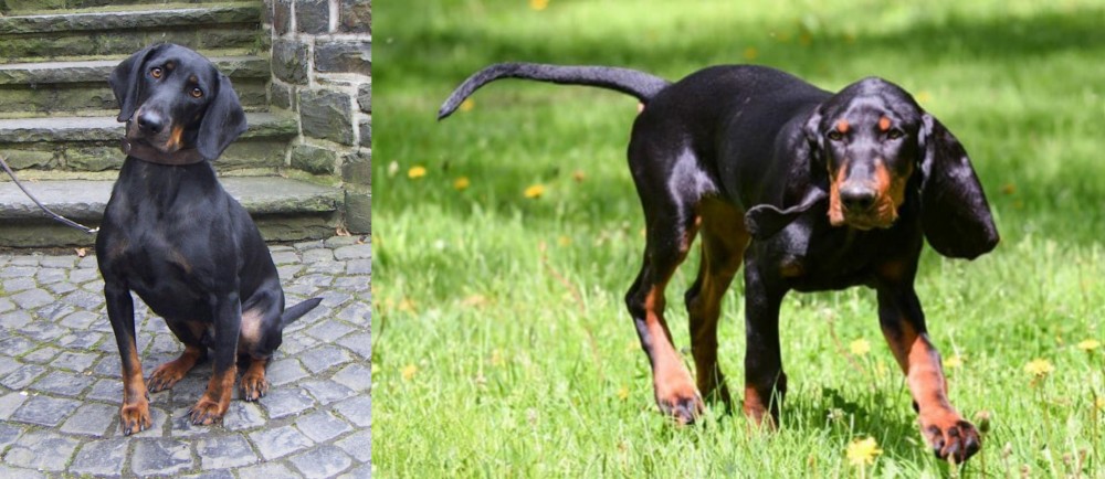 Black and Tan Coonhound vs Austrian Black and Tan Hound - Breed Comparison