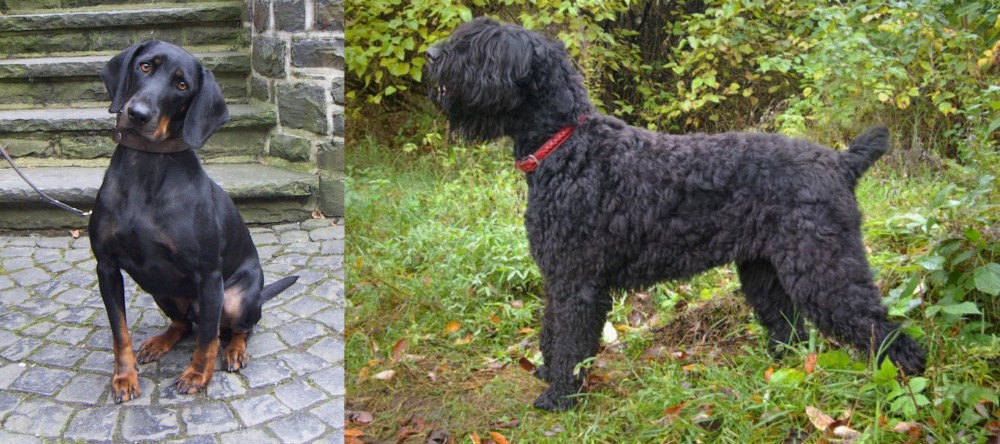 Black Russian Terrier vs Austrian Black and Tan Hound - Breed Comparison