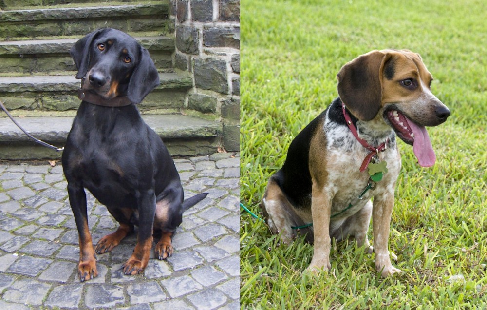 Bluetick Beagle vs Austrian Black and Tan Hound - Breed Comparison