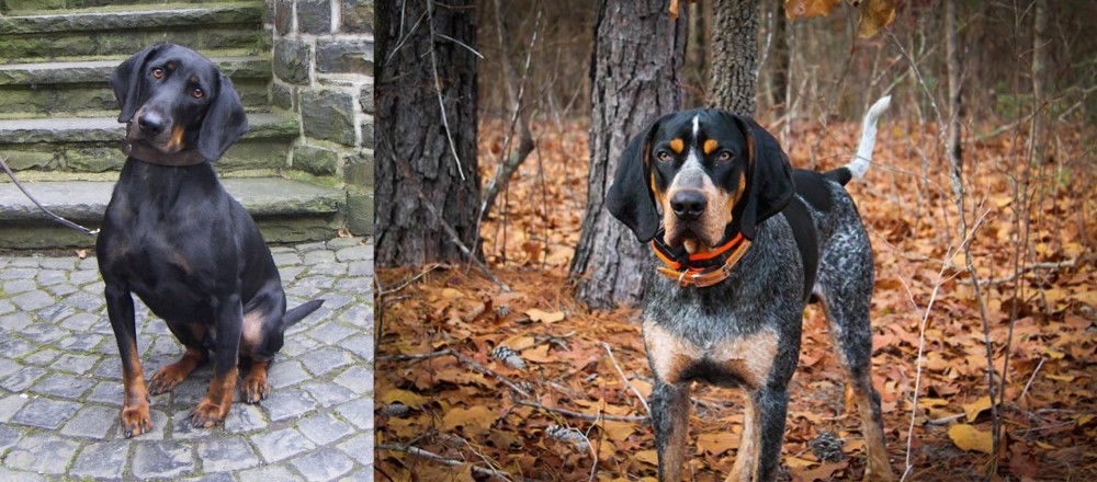 Bluetick Coonhound vs Austrian Black and Tan Hound - Breed Comparison