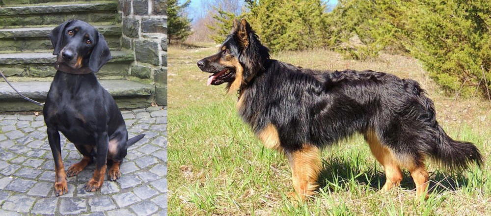 Bohemian Shepherd vs Austrian Black and Tan Hound - Breed Comparison