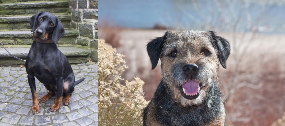 Border Terrier vs Austrian Black and Tan Hound - Breed Comparison