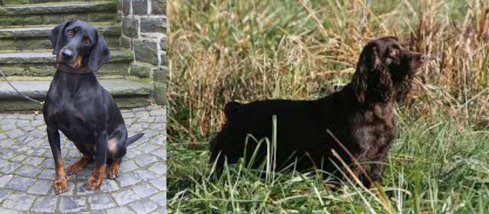Boykin Spaniel vs Austrian Black and Tan Hound - Breed Comparison