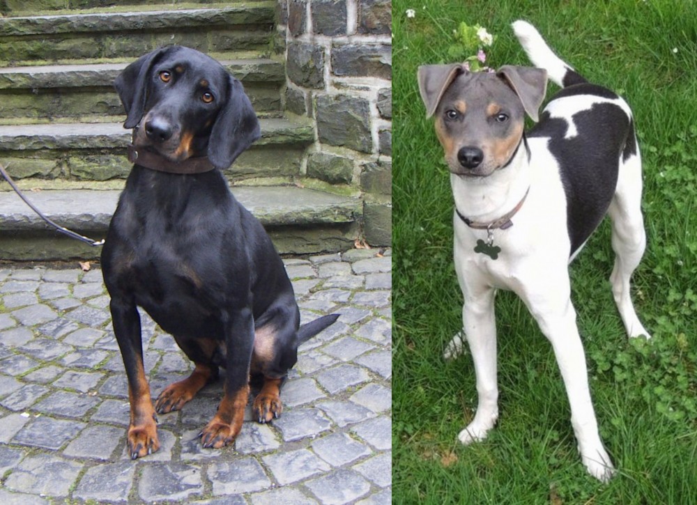 Brazilian Terrier vs Austrian Black and Tan Hound - Breed Comparison