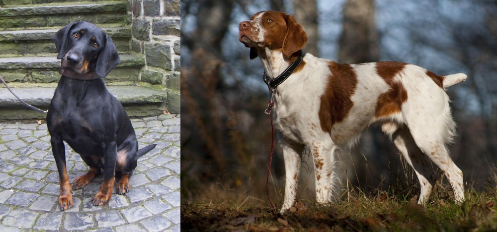 Brittany vs Austrian Black and Tan Hound - Breed Comparison