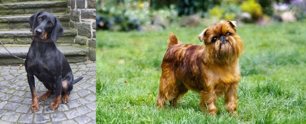 Brussels Griffon vs Austrian Black and Tan Hound - Breed Comparison