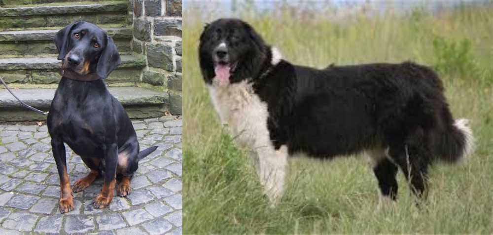 Bulgarian Shepherd vs Austrian Black and Tan Hound - Breed Comparison