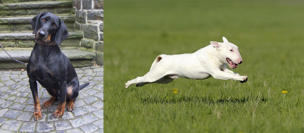 Bull Terrier vs Austrian Black and Tan Hound - Breed Comparison