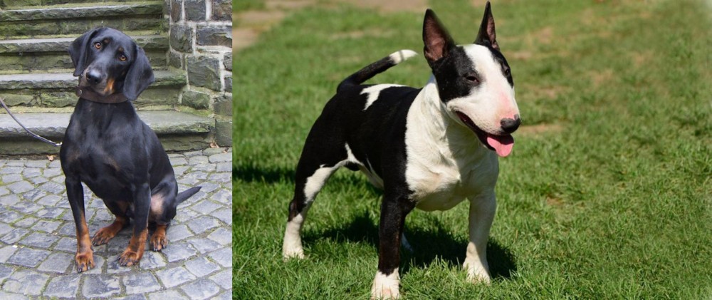 Bull Terrier Miniature vs Austrian Black and Tan Hound - Breed Comparison