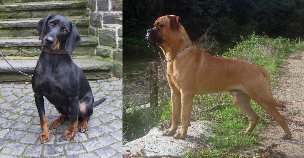 Bullmastiff vs Austrian Black and Tan Hound - Breed Comparison