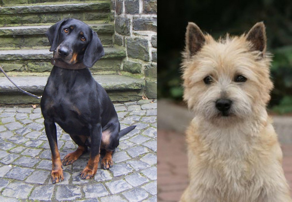 Cairn Terrier vs Austrian Black and Tan Hound - Breed Comparison