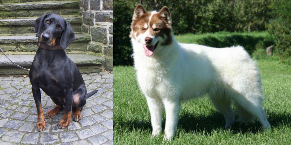 Canadian Eskimo Dog vs Austrian Black and Tan Hound - Breed Comparison