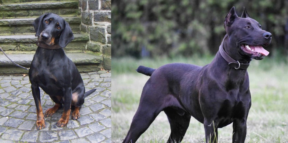 Canis Panther vs Austrian Black and Tan Hound - Breed Comparison