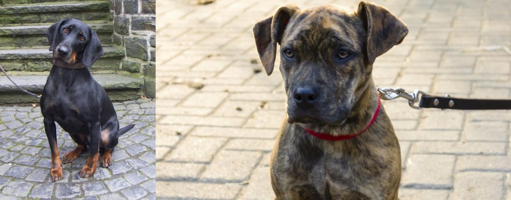 Catahoula Bulldog vs Austrian Black and Tan Hound - Breed Comparison