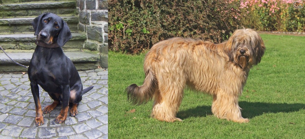 Catalan Sheepdog vs Austrian Black and Tan Hound - Breed Comparison