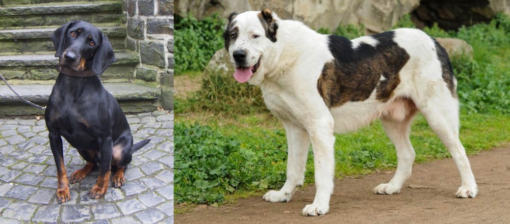 Central Asian Shepherd vs Austrian Black and Tan Hound - Breed Comparison