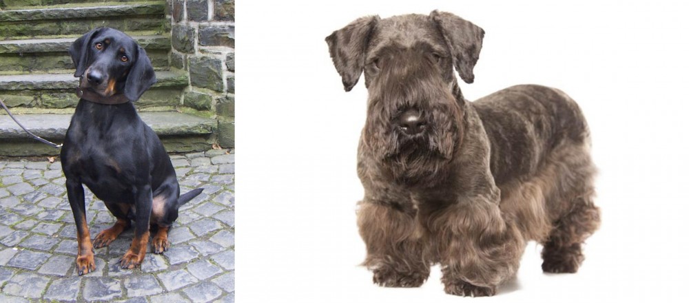 Cesky Terrier vs Austrian Black and Tan Hound - Breed Comparison