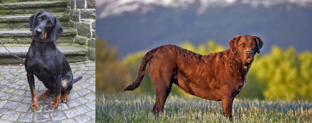 Chesapeake Bay Retriever vs Austrian Black and Tan Hound - Breed Comparison
