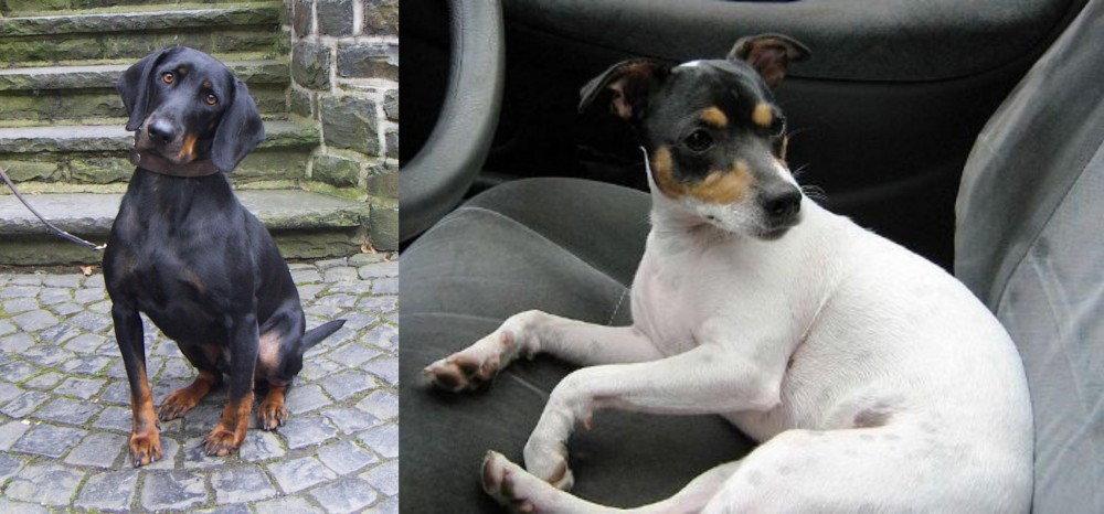 Chilean Fox Terrier vs Austrian Black and Tan Hound - Breed Comparison