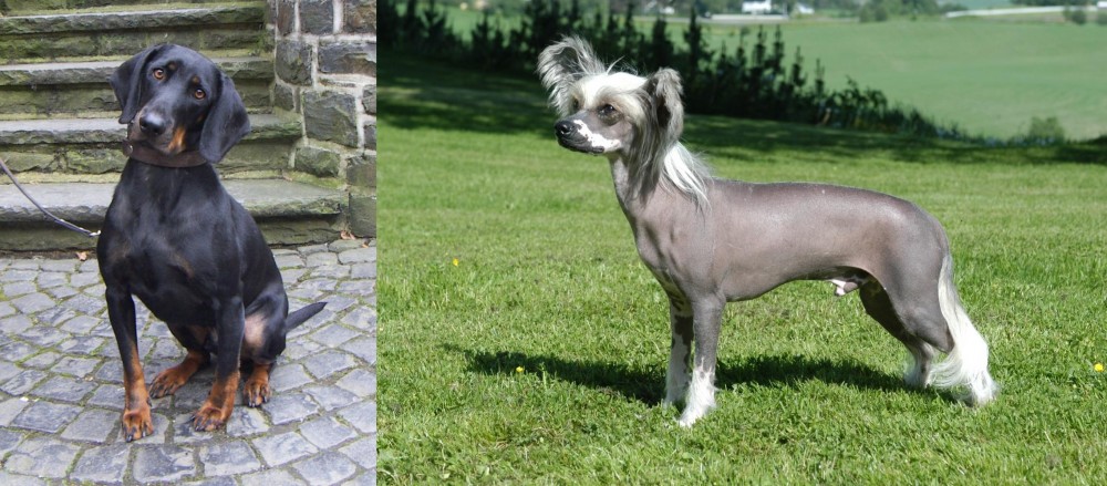Chinese Crested Dog vs Austrian Black and Tan Hound - Breed Comparison