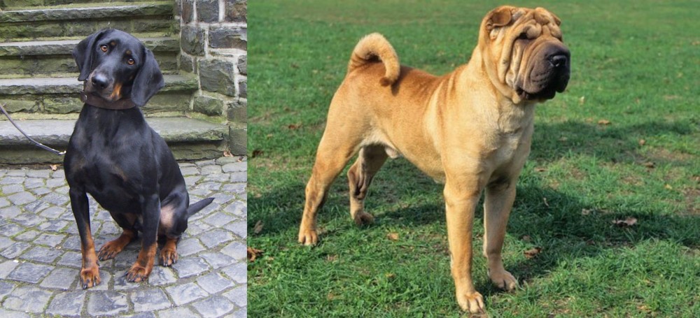 Chinese Shar Pei vs Austrian Black and Tan Hound - Breed Comparison