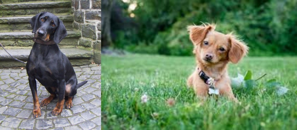 Chiweenie vs Austrian Black and Tan Hound - Breed Comparison