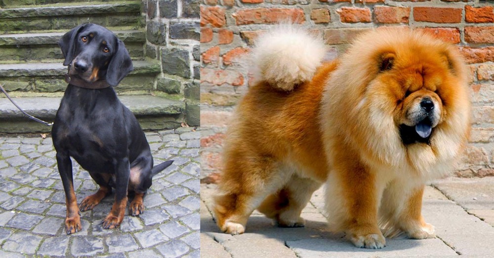 Chow Chow vs Austrian Black and Tan Hound - Breed Comparison