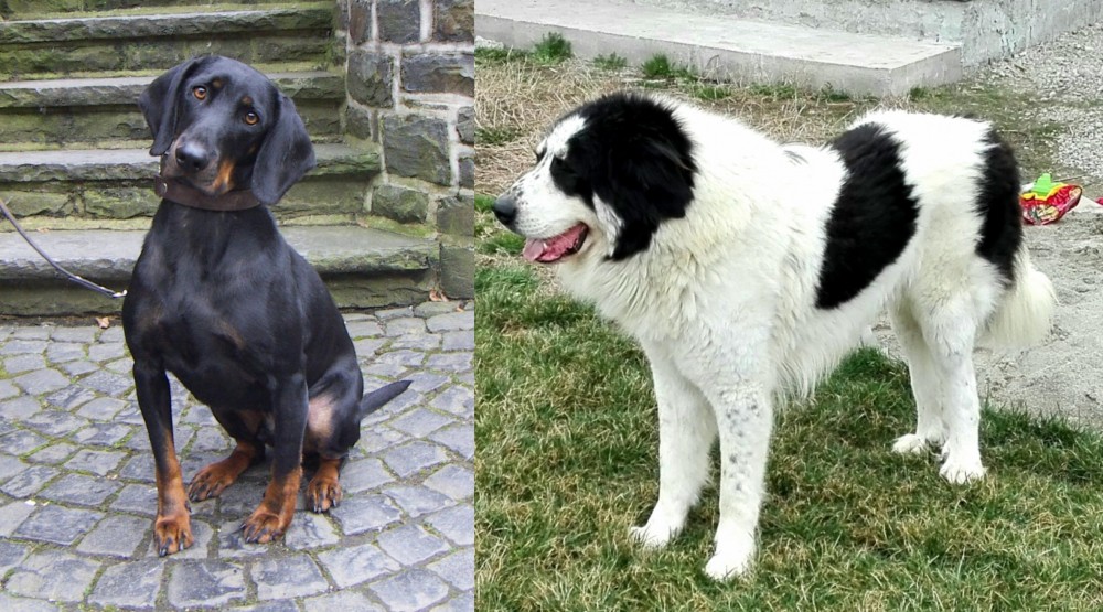 Ciobanesc de Bucovina vs Austrian Black and Tan Hound - Breed Comparison