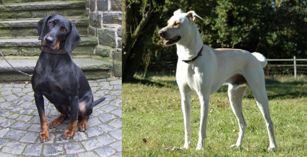 Cretan Hound vs Austrian Black and Tan Hound - Breed Comparison