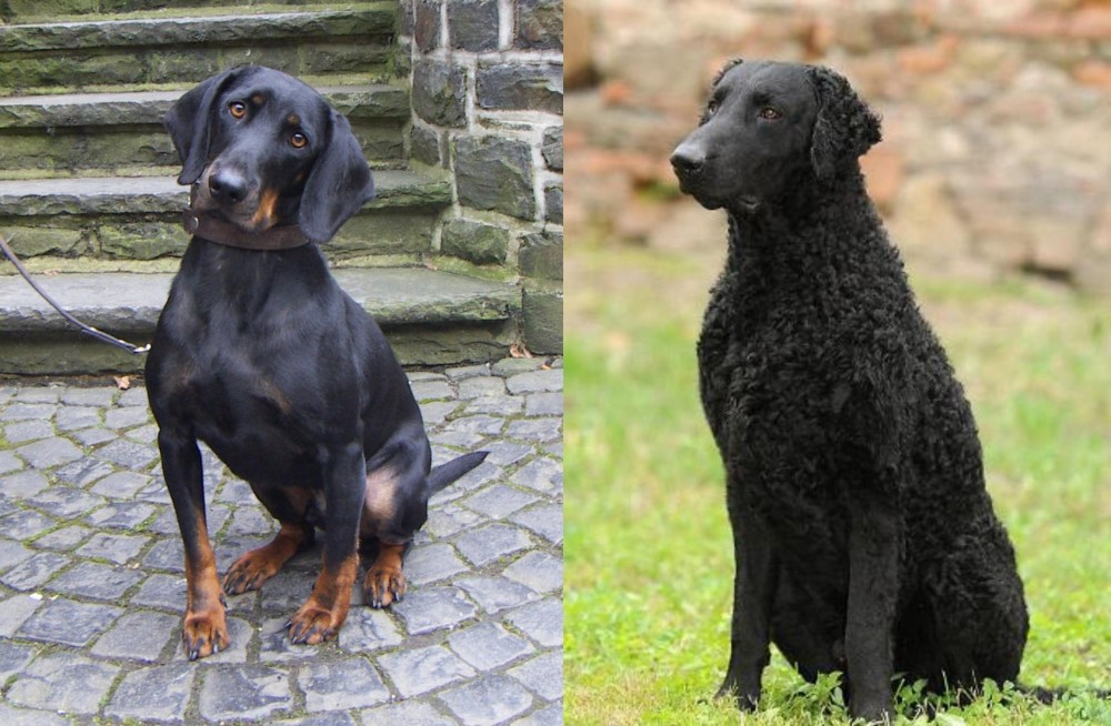 Curly Coated Retriever vs Austrian Black and Tan Hound - Breed Comparison