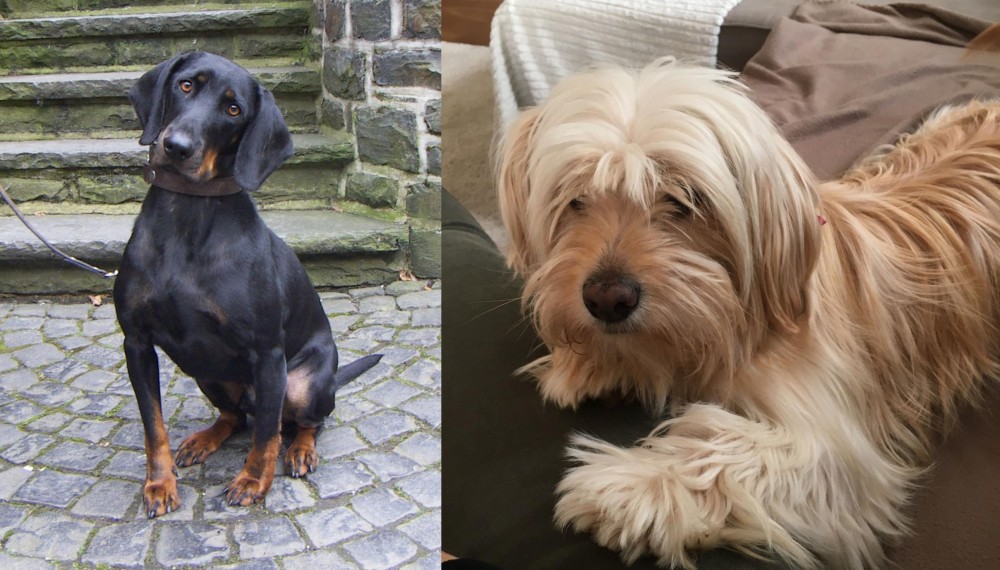 Cyprus Poodle vs Austrian Black and Tan Hound - Breed Comparison