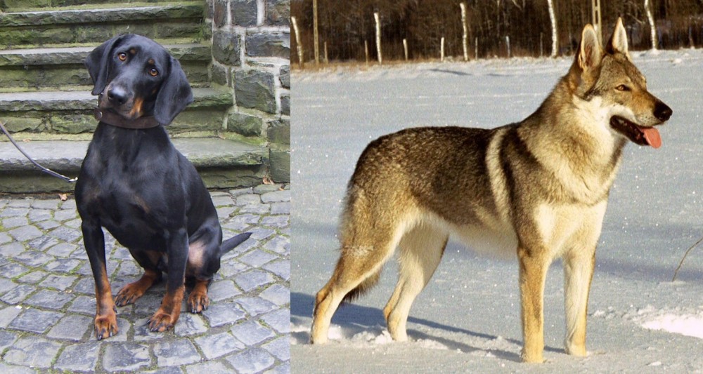 Czechoslovakian Wolfdog vs Austrian Black and Tan Hound - Breed Comparison