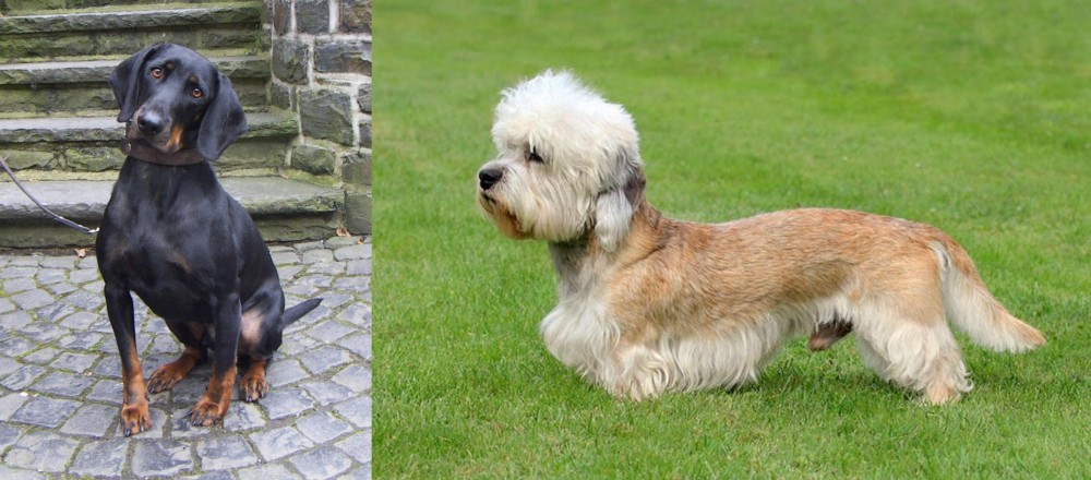 Dandie Dinmont Terrier vs Austrian Black and Tan Hound - Breed Comparison