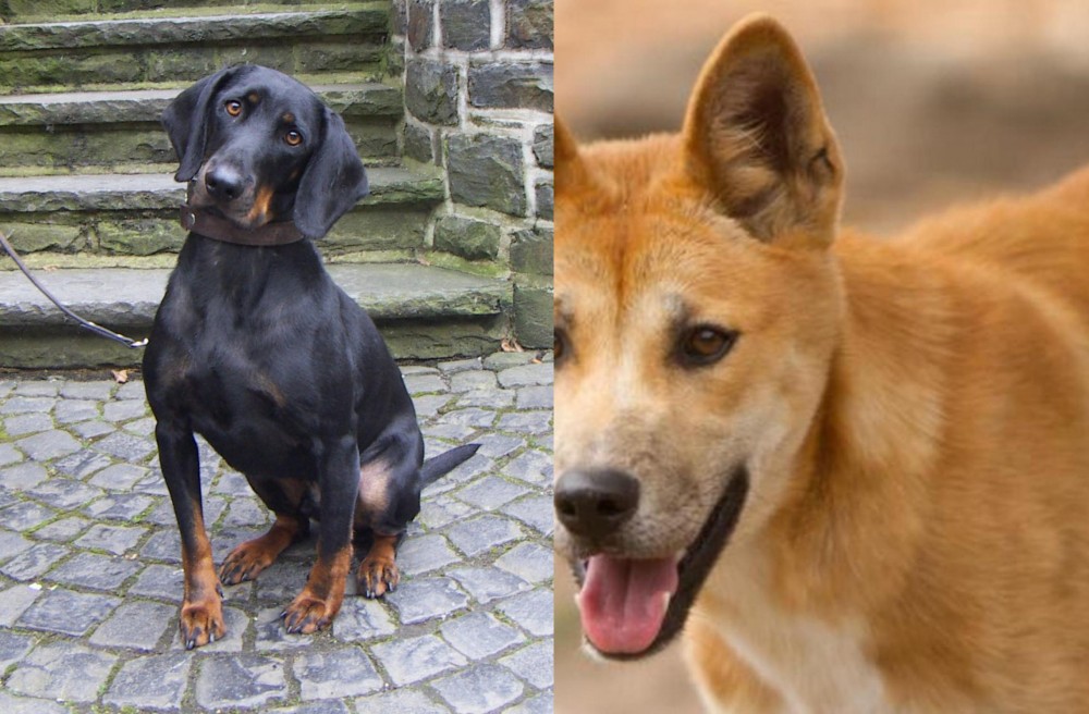 Dingo vs Austrian Black and Tan Hound - Breed Comparison